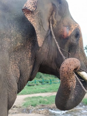 2 female elephants electrocuted in Assam 2 female elephants electrocuted in Assam