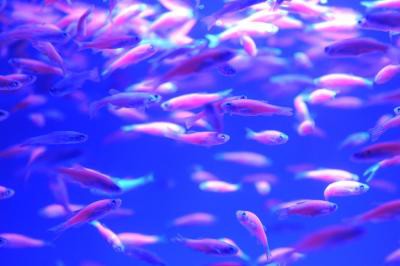 TN to set up trade centre for ornamental fish in Chennai TN to set up trade centre for ornamental fish in Chennai