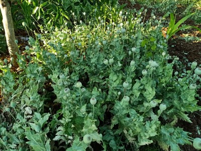 Pak Army selling 'Kashmir opium' to domestic population to stay relevant, grab resources Pak Army selling 'Kashmir opium' to domestic population to stay relevant, grab resources
