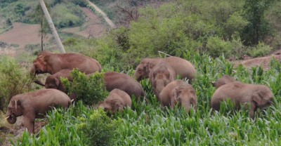 China's migrating elephants approach traditional habitat China's migrating elephants approach traditional habitat