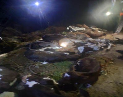 18 calves death case: 10 arrested in Karnataka's Hassan 18 calves death case: 10 arrested in Karnataka's Hassan
