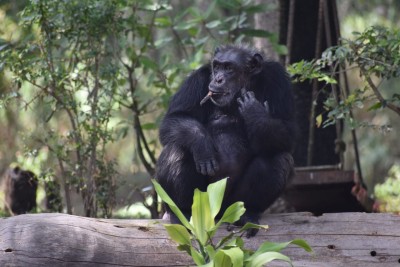 Why humans have shorter stride than chimps Why humans have shorter stride than chimps