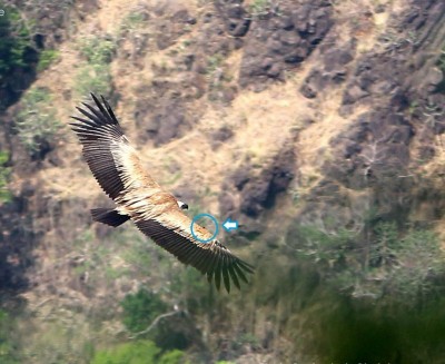WWF to conduct first pan-India vulture count from Sep 4 WWF to conduct first pan-India vulture count from Sep 4