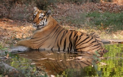 MP lost 85 tigers in past four years: Govt MP lost 85 tigers in past four years: Govt