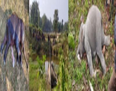 Two elephants die of suspected poisoning in Assam Two elephants die of suspected poisoning in Assam