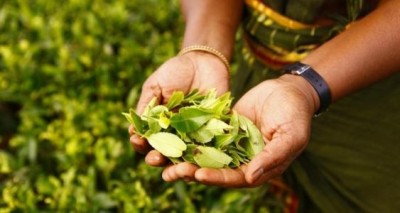 SL tea exports to earn $1.3 bn in 2021 SL tea exports to earn $1.3 bn in 2021