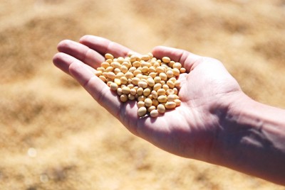 Govt imposes stocks limit on soya meal