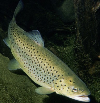 Two lakh Himachal trout ova to be dispatched to Sikkim Two lakh Himachal trout ova to be dispatched to Sikkim