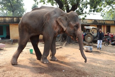 Blind elephant rescued, brought for treatment at Agra elephant hospital