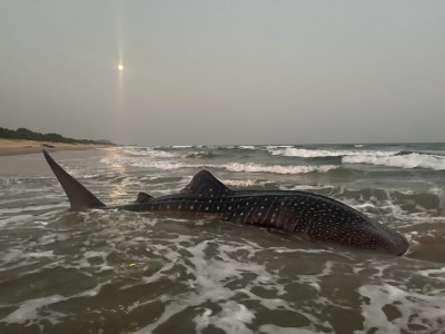 World's largest fish at Vizag beach, guided back to sea World's largest fish at Vizag beach, guided back to sea