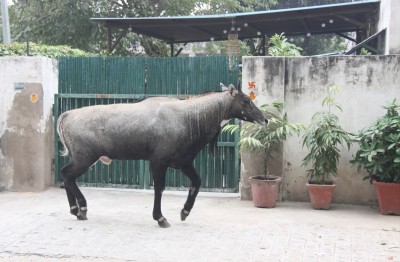 Bihar govt to soon start sterilisation of nilgais Bihar govt to soon start sterilisation of nilgais