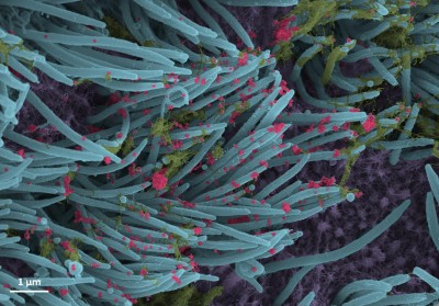 Miniature llama antibodies can tackle SARS-CoV-2 variants