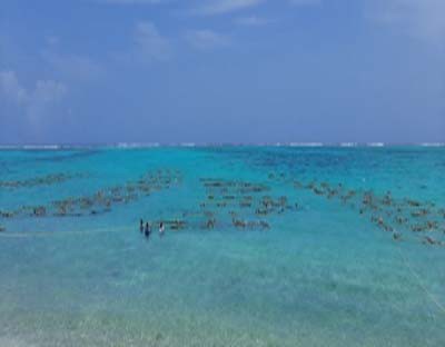 Seaweed cultivation empowers rural population of Rameswaram Seaweed cultivation empowers rural population of Rameswaram