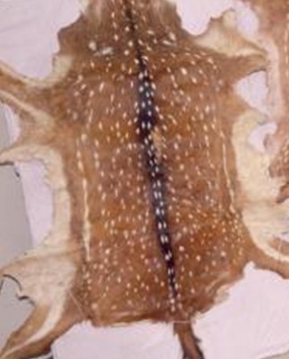 Five deer skins seized, two arrested in Odisha Five deer skins seized, two arrested in Odisha
