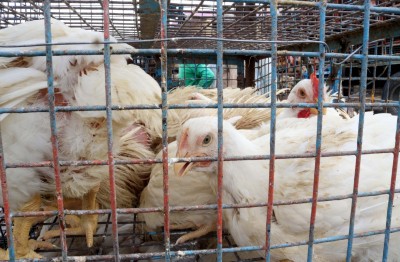 Israel detects bird flu outbreak near Lebanese border Israel detects bird flu outbreak near Lebanese border