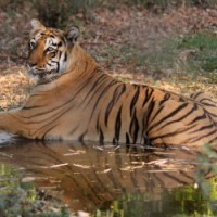 MP lost 85 tigers in past four years: Govt