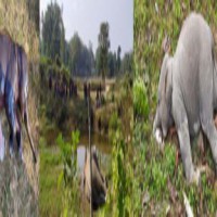 Two elephants die of suspected poisoning in Assam