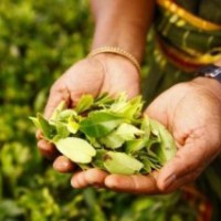 SL tea exports to earn $1.3 bn in 2021