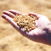 Govt imposes stocks limit on soya meal