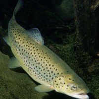 Two lakh Himachal trout ova to be dispatched to Sikkim