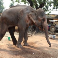Blind elephant rescued, brought for treatment at Agra elephant hospital