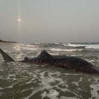 World's largest fish at Vizag beach, guided back to sea