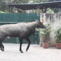 Bihar govt to soon start sterilisation of nilgais