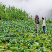 Managing livestock waste in Himachal reduces expensive farm inputs