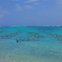 Seaweed cultivation empowers rural population of Rameswaram