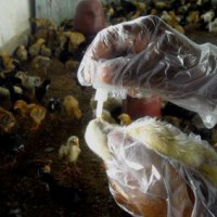 Bird flu detected in Kerala's Alappuzha
