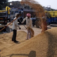 Odisha BJP MPs seek Goyal's intervention to address paddy procurement issues