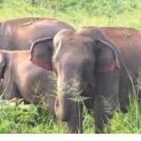 Forest experts monitoring elephant behaviour after two deaths