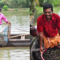 CMFRI's effort helps boost clam production in Vembanad Lake