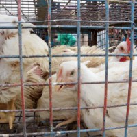 Israel detects bird flu outbreak near Lebanese border