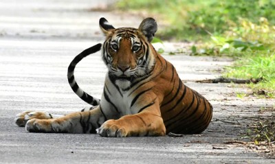 SC bars private buses from core area of Corbett Tiger Reserve SC bars private buses from core area of Corbett Tiger Reserve