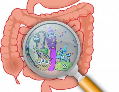 How harmless gut bacteria 'turn bad' How harmless gut bacteria 'turn bad'
