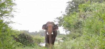Elephant runs amok, crushes 2 to death in Bihar Elephant runs amok, crushes 2 to death in Bihar