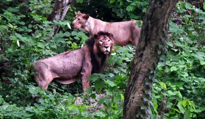 Etawah's lions shifted to Gorakhpur zoo Etawah's lions shifted to Gorakhpur zoo