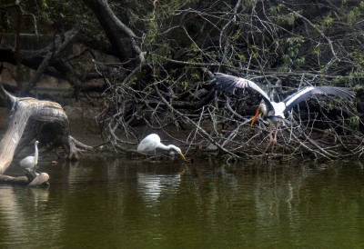 Delhi zoo, govt making all efforts to keep bird flu at bay Delhi zoo, govt making all efforts to keep bird flu at bay
