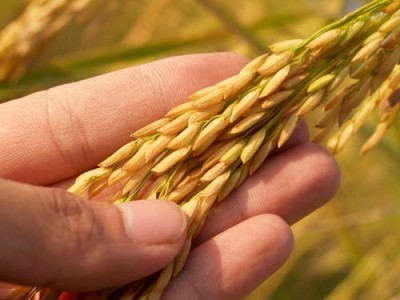 'Rs 4,800 cr food subsidy to be released to Chhattisgarh soon' 'Rs 4,800 cr food subsidy to be released to Chhattisgarh soon'