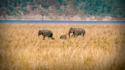 India presents report on wildlife conservation initiatives: UN body