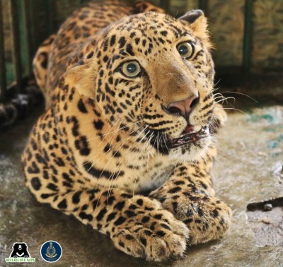 UP to have 5 leopard rescue centres UP to have 5 leopard rescue centres