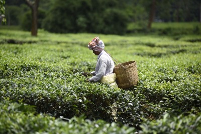 Ahead of polls, BJP hikes daily wages of tea garden workers in Assam Ahead of polls, BJP hikes daily wages of tea garden workers in Assam