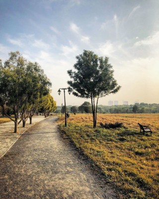 Hyderabad recognised as Tree City of the World Hyderabad recognised as Tree City of the World