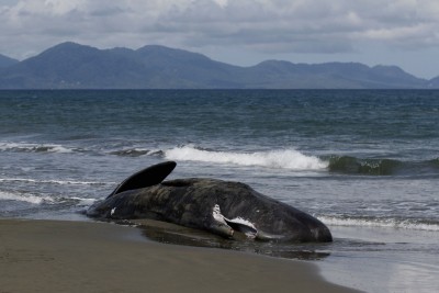 52 short-finned pilot whales found dead on Indonesian beach 52 short-finned pilot whales found dead on Indonesian beach