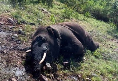 Five elephants die in Odisha forest in last 2 weeks Five elephants die in Odisha forest in last 2 weeks