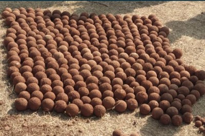 Maha: 406 Chhatrapati-era cannonballs dug up in Pavangad Fort Maha: 406 Chhatrapati-era cannonballs dug up in Pavangad Fort