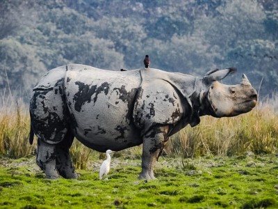 PM extols waterfowl, Jadav Payeng, Assam temples PM extols waterfowl, Jadav Payeng, Assam temples