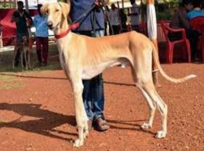 IAF gets 'desi' dogs to scare away birds from runways IAF gets 'desi' dogs to scare away birds from runways
