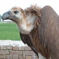 Bangladesh first to ban all known vulture-toxic drugs